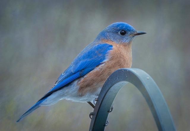 Baute Bluebird
