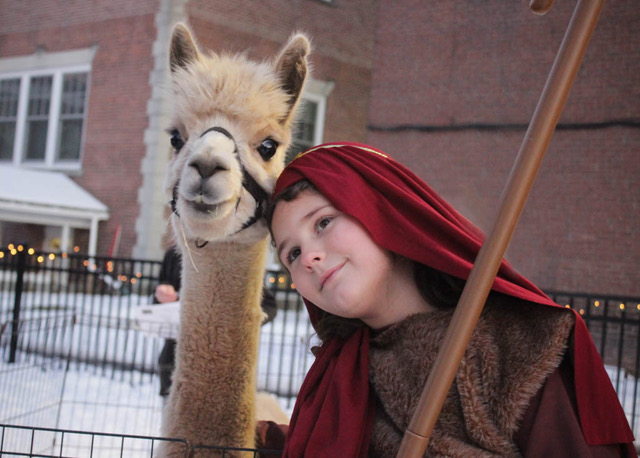 live nativity NEW llama